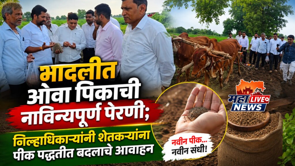 भादलीत ओवा पिकाची नाविन्यपूर्ण पेरणी; जिल्हाधिकाऱ्यांनी शेतकऱ्यांना पीक पद्धतीत बदलाचे आवाहन